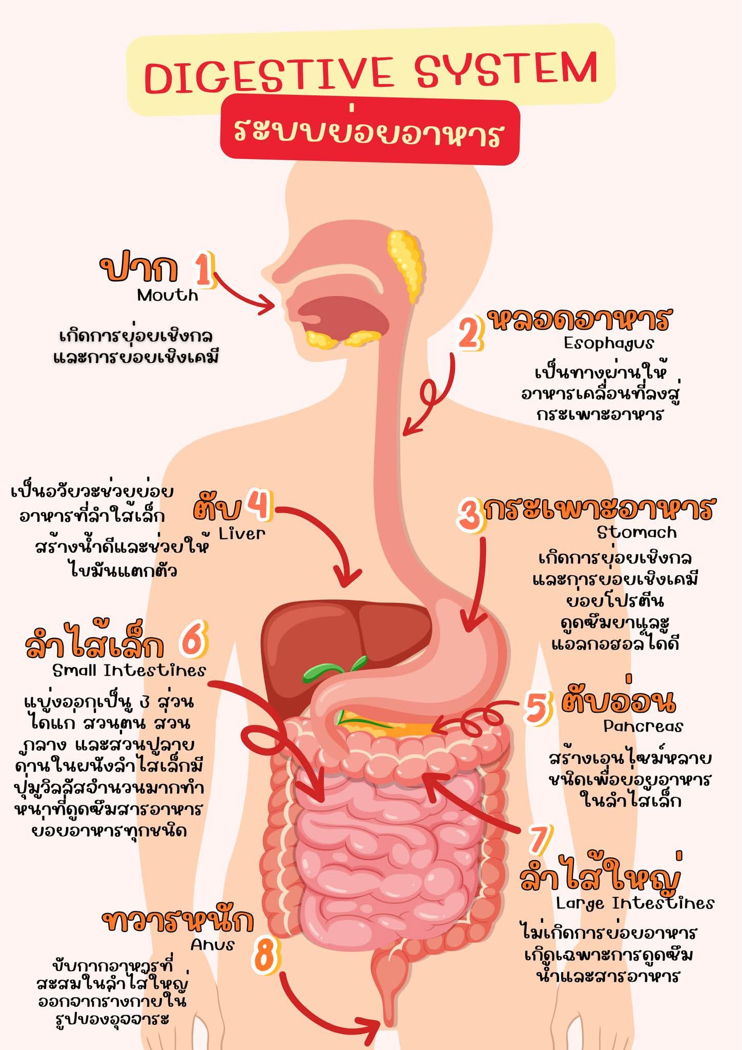 ภาพปก ระบบย่อยอาหาร